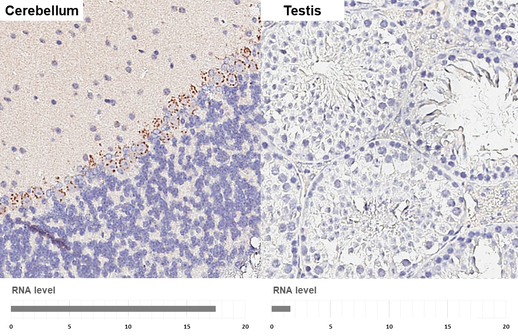 HIF1 alpha antibody [HL3154] detects HIF1 alpha protein by immunohistochemical analysis. Sample: Paraffin-embedded mouse tissues. HIF1 alpha stained by HIF1 alpha antibody [HL3154] (GTX640664) diluted at 1:100. Antigen Retrieval: Citrate buffer, pH 6.0, 15 min Corresponding RNA levels (RPKM) in the tissues are based on NCBI database.