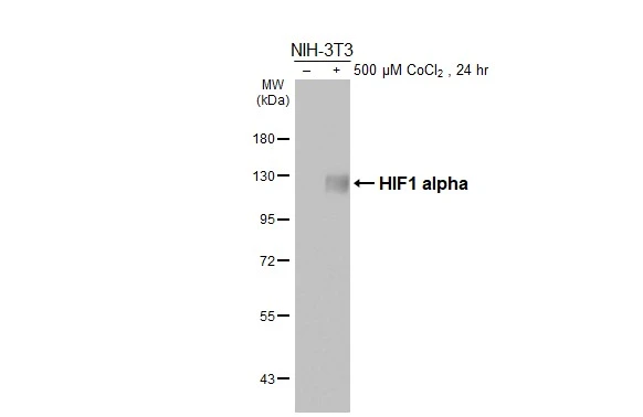 Untreated (–) and treated (+) NIH-3T3 whole cell extract (30 μg) were separated by 7.5% SDS-PAGE, and the membrane was blotted with HIF1 alpha antibody [HL3154] (GTX640664) diluted at 1:1000. The HRP-conjugated anti-rabbit IgG antibody (GTX213110-01) was used to detect the primary antibody.