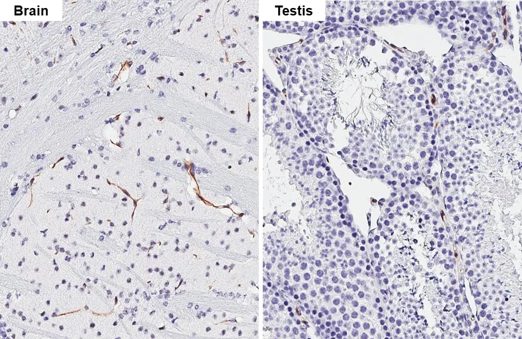 Claudin 5 antibody [HL3156] detects Claudin 5 protein by immunohistochemical analysis. Sample: Paraffin-embedded mouse tissues. Claudin 5 stained by Claudin 5 antibody [HL3156] (GTX640666) diluted at 1:2000. Antigen Retrieval: Tris-EDTA buffer, pH 9.0, 15 min