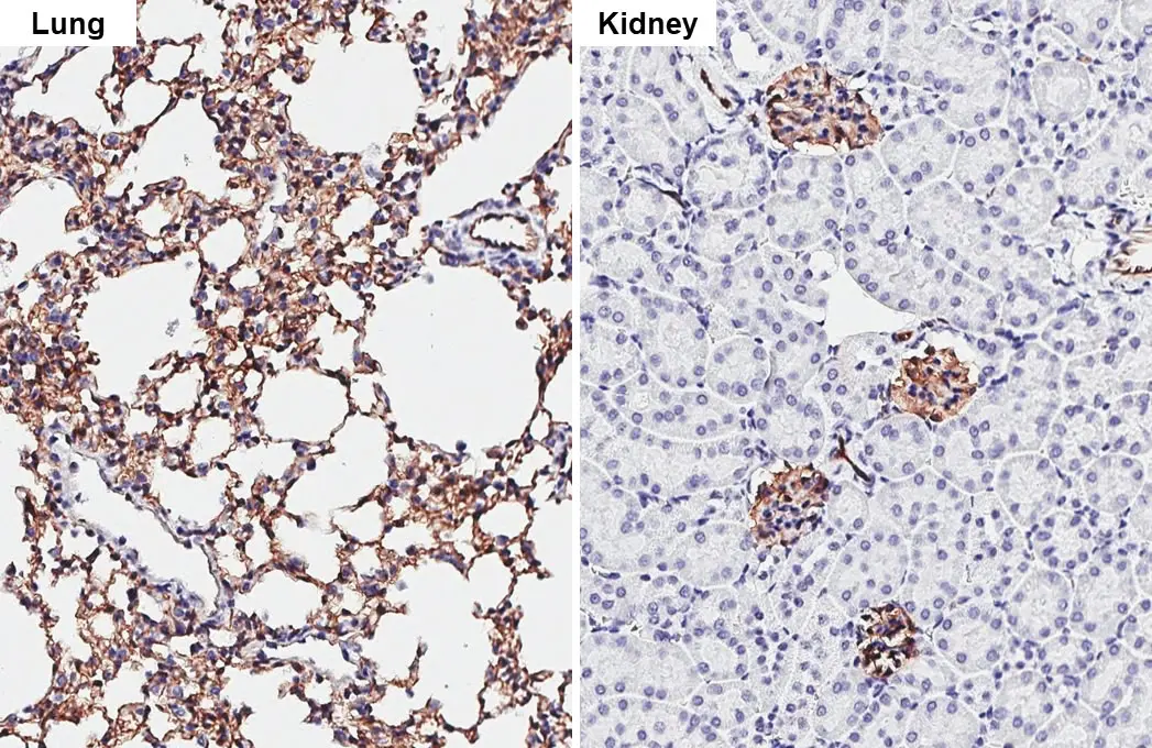 Claudin 5 antibody [HL3156] detects Claudin 5 protein by immunohistochemical analysis. Sample: Paraffin-embedded mouse tissues. Claudin 5 stained by Claudin 5 antibody [HL3156] (GTX640666) diluted at 1:2000. Antigen Retrieval: Tris-EDTA buffer, pH 9.0, 15 min