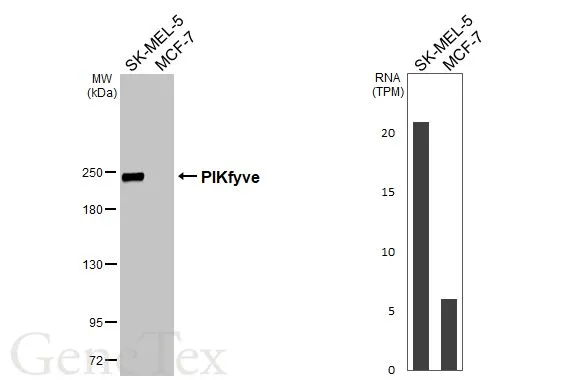 Various whole cell extracts (30 μg) were separated by 5% SDS-PAGE, and the membrane was blotted with PIKfyve antibody [HL3158] (GTX640668) diluted at 1:1000. The HRP-conjugated anti-rabbit IgG antibody (GTX213110-01) was used to detect the primary antibody. Corresponding RNA expression data for the same cell lines are based on Human Protein Atlas program.