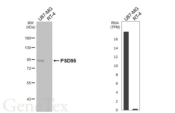 Various whole cell extracts (30 μg) were separated by 7.5% SDS-PAGE, and the membrane was blotted with PSD95 antibody [HL3165] (GTX640675) diluted at 1:1000. The HRP-conjugated anti-rabbit IgG antibody (GTX213110-01) was used to detect the primary antibody, and the signal was developed with Trident ECL plus-Enhanced. Corresponding RNA expression data are based on Human Protein Atlas program.