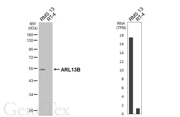 ARL13B antibody [HL3179]