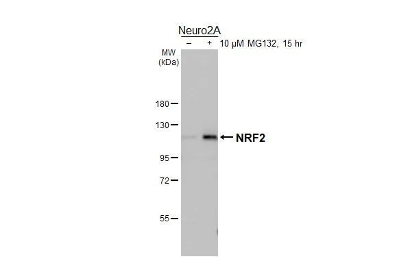 Untreated (–) and treated (+) Neuro2A whole cell extracts (30 μg) were separated by 7.5% SDS-PAGE, and the membrane was blotted with NRF2 antibody [HL3183] (GTX640822) diluted at 1:1000. The HRP-conjugated anti-rabbit IgG antibody (GTX213110-01) was used to detect the primary antibody, and the signal was developed with Trident ECL plus-Enhanced.