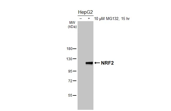 Untreated (–) and treated (+) HepG2 whole cell extracts (30 μg) were separated by 7.5% SDS-PAGE, and the membrane was blotted with NRF2 antibody [HL3183] (GTX640822) diluted at 1:1000. The HRP-conjugated anti-rabbit IgG antibody (GTX213110-01) was used to detect the primary antibody.