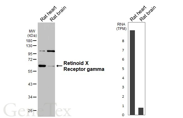 Various tissue extracts (50 μg) were separated by 10% SDS-PAGE, and the membrane was blotted with Retinoid X Receptor gamma antibody [HL3185] (GTX640824) diluted at 1:1000. The HRP-conjugated anti-rabbit IgG antibody (GTX213110-01) was used to detect the primary antibody. Corresponding RNA expression data for the same cell lines are based on NCBI tissue data.