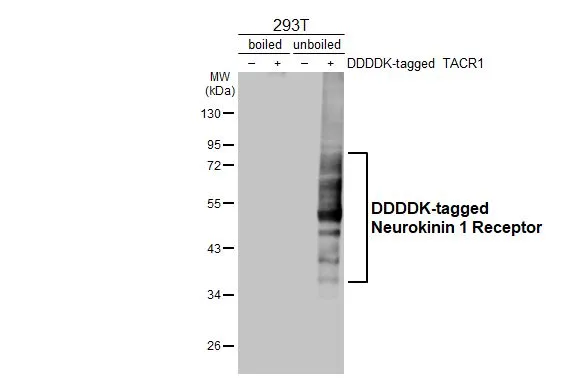 Non-transfected (–) and transfected (+) boiled and unboiled 293T whole cell extracts (30 μg) were separated by 10% SDS-PAGE, and the membrane was blotted with Neurokinin 1 Receptor antibody [HL3195] (GTX640834) diluted at 1:5000. The HRP-conjugated anti-rabbit IgG antibody (GTX213110-01) was used to detect the primary antibody.