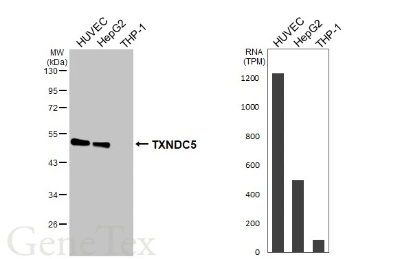 Various whole cell extracts (30 μg) were separated by 10% SDS-PAGE, and the membrane was blotted with TXNDC5 antibody [HL3200] (GTX640840) diluted at 1:1000. The HRP-conjugated anti-rabbit IgG antibody (GTX213110-01) was used to detect the primary antibody. Corresponding RNA expression data for the same cell lines are based on Human Protein Atlas program.