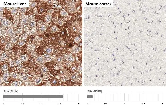 CCR11 antibody [HL3208] detects secreted CCR11 protein by immunohistochemical analysis. Sample: Paraffin-embedded mouse tissues. CCR11 stained by CCR11 antibody [HL3208] (GTX640848) diluted at 1:200. Antigen Retrieval: Citrate buffer, pH 6.0, 15 min Corresponding RNA expression data for the same tissues are based on NCBI.