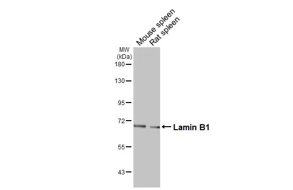 Various tissue extracts (50 μg) were separated by 7.5% SDS-PAGE, and the membrane was blotted with Lamin B1 antibody [HL3224] (GTX640865) diluted at 1:10000. The HRP-conjugated anti-rabbit IgG antibody (GTX213110-01) was used to detect the primary antibody.