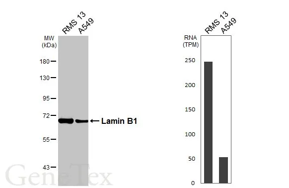 Various whole cell extracts (30 μg) were separated by 7.5% SDS-PAGE, and the membrane was blotted with Lamin B1 antibody [HL3224] (GTX640865) diluted at 1:1000. The HRP-conjugated anti-rabbit IgG antibody (GTX213110-01) was used to detect the primary antibody. Corresponding RNA expression data for the same cell lines are based on Human Protein Atlas program.