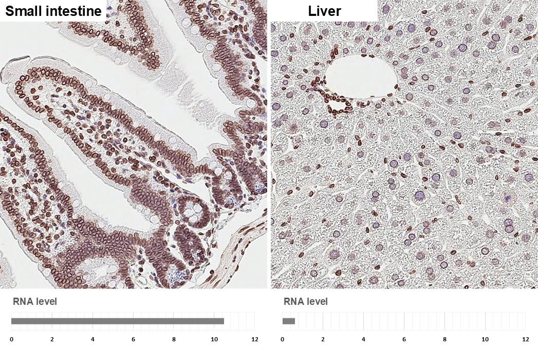 Lamin B1 antibody [HL3224] detects Lamin B1 protein by immunohistochemical analysis. Sample: Paraffin-embedded mouse tissues. Lamin B1 stained by Lamin B1 antibody [HL3224] (GTX640865) diluted at 1:200. Antigen Retrieval: Citrate buffer, pH 6.0, 15 min. Corresponding RNA levels (RPKM) in the tissues are based on NCBI database.