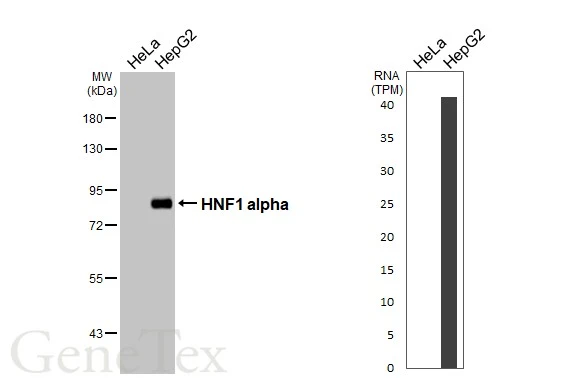 Various whole cell extracts (30 μg) were separated by 7.5% SDS-PAGE, and the membrane was blotted with HNF1 alpha antibody [HL3229] (GTX640870) diluted at 1:1000. The HRP-conjugated anti-rabbit IgG antibody (GTX213110-01) was used to detect the primary antibody. Corresponding RNA expression data for the same cell lines are based on Human Protein Atlas program.