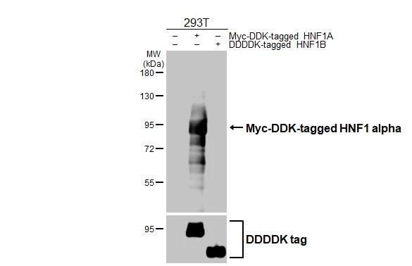 Non-transfected (–) and transfected (+) 293T whole cell extracts (30 μg) were separated by 7.5% SDS-PAGE, and the membrane was blotted with HNF1 alpha antibody [HL3229] (GTX640870) diluted at 1:5000. The HRP-conjugated anti-rabbit IgG antibody (GTX213110-01) was used to detect the primary antibody.