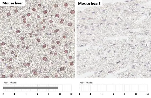 HNF1 alpha antibody [HL3229] detects HNF1 alpha protein by immunohistochemical analysis. Sample: Paraffin-embedded mouse tissues. HNF1 alpha stained by HNF1 alpha antibody [HL3229] (GTX640870) diluted at 1:100. Antigen Retrieval: Tris-EDTA-Citrate acid buffer, pH 7.8, 15 min Corresponding RNA expression data for the same tissues are based on NCBI.