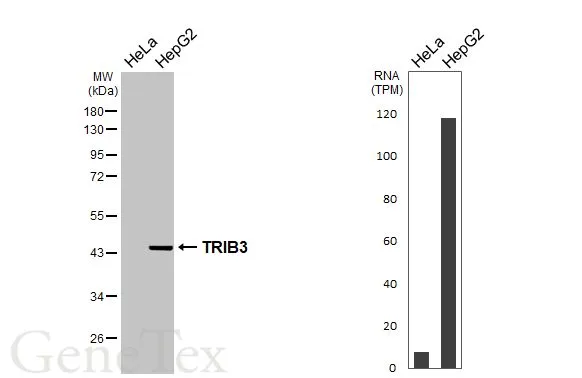 Various whole cell extracts (30 μg) were separated by 10% SDS-PAGE, and the membrane was blotted with TRIB3 antibody [HL3241] (GTX640884) diluted at 1:1000. The HRP-conjugated anti-rabbit IgG antibody (GTX213110-01) was used to detect the primary antibody. Corresponding RNA expression data for the same cell lines are based on Human Protein Atlas program.