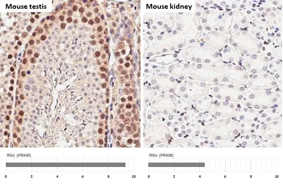 SETDB1 antibody [HL3259] detects SETDB1 protein by immunohistochemical analysis. Sample: Paraffin-embedded mouse tissues. SETDB1 stained by SETDB1 antibody [HL3259] (GTX640906) diluted at 1:100. Antigen Retrieval: Citrate buffer, pH 6.0, 15 min Corresponding RNA expression data for the same tissues are based on NCBI.