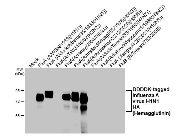 Non-transfected (–) and transfected (+) 293T whole cell extracts were separated by 7.5% SDS-PAGE, and the membrane was blotted with Influenza A virus H1N1 HA (Hemagglutinin) antibody [HL3261] (GTX640908) diluted at 1:1000. The HRP-conjugated anti-rabbit IgG antibody (GTX213110-01) was used to detect the primary antibody.