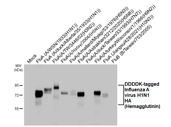 Non-transfected (–) and transfected (+) 293T whole cell extracts were separated by 7.5% SDS-PAGE, and the membrane was blotted with Influenza A virus HA (Hemagglutinin) antibody [HL3262] (GTX640909) diluted at 1:1000. The HRP-conjugated anti-rabbit IgG antibody (GTX213110-01) was used to detect the primary antibody.