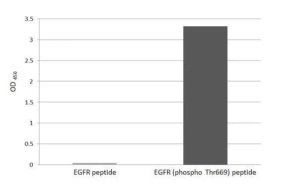 Anti-EGFR (phospho Thr669) antibody [HL3265] (GTX640912) | GeneTex