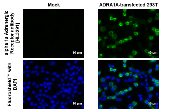 alpha 1a Adrenergic Receptor antibody [HL3291] detects alpha 1a Adrenergic Receptor protein by immunofluorescent analysis. Sample: Mock and transfected 293T cells were fixed in ice-cold MeOH for 5 min. Green: alpha 1a Adrenergic Receptor stained by alpha 1a Adrenergic Receptor antibody [HL3291] (GTX640945) diluted at 1:500. Blue: Fluoroshield with DAPI (GTX30920).
