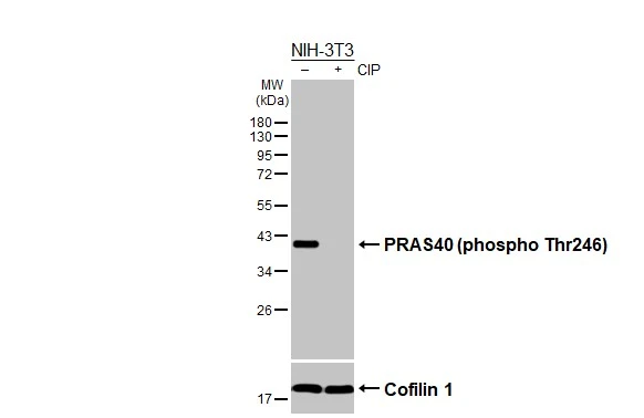 Untreated (–) and treated (+) NIH-3T3 whole cell extracts (30 μg) were separated by 12% SDS-PAGE, and the membrane was blotted with PRAS40 (phospho Thr246) antibody [HL3298] (GTX640987) diluted at 1:1000. The HRP-conjugated anti-rabbit IgG antibody (GTX213110-01) was used to detect the primary antibody.
