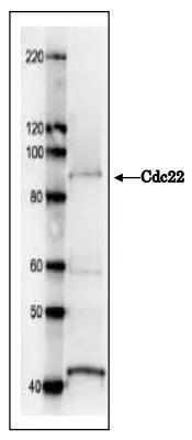 Western blot analysis with Cdc22 antibody. Cdc22 protein (92 kDa) was detected by western blotting in S. pombe crude extract. 7.5 % SDS-PAGE was used. Anti-Cdc22 antibody was used at 1/1,000 dilution and and secondary antibody, anti-rabbit IgG conjugated with HRP, was used at 1/10,000 ditluion. Western blot analysis with Cdc22 antibody. Cdc22 protein (92 kDa) was detected by western blotting in S. pombe crude extract. 7.5 % SDS-PAGE was used. Anti-Cdc22 antibody was used at 1/1,000 dilution and and secondary antibody, anti-rabbit IgG conjugated with HRP, was used at 1/10,000 ditluion.