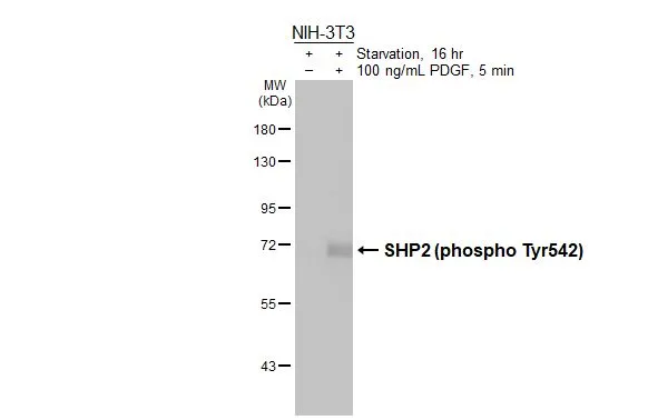 Untreated (–) and treated (+) NIH-3T3 whole cell extracts (30 μg) were separated by 7.5% SDS-PAGE, and the membrane was blotted with SHP2 (phospho Tyr542) antibody [HL3302] (GTX640991) diluted at 1:1000. The HRP-conjugated anti-rabbit IgG antibody (GTX213110-01) was used to detect the primary antibody.