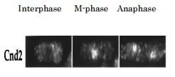 Detection of Cnd2 protein by immunofluorescent staining of S. pombe cell. Detection of Cnd2 protein by immunofluorescent staining of S. pombe cell.