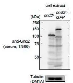 Identification of Cnd2 protein and Cnd2-GFP protein in crude cell extract by anti-Cnd2 antibody at 1/500 dilution. Identification of Cnd2 protein and Cnd2-GFP protein in crude cell extract by anti-Cnd2 antibody at 1/500 dilution.