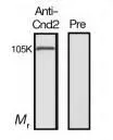 Identification of Cnd2 protein in the crude extract of S. pombe by western blotting with this antiserum. Identification of Cnd2 protein in the crude extract of S. pombe by western blotting with this antiserum.