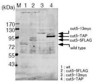 Identification of the Cut5/Rad4 protein in the crude extract of S. pombe with this antibody. Samples were prepared by alkali-lysis of the cells followed by TCA precipitation of proteins. Lane M: Size markers (kDa) Lane 1: Wild-type cells Lane 2: The cut5-5Flag gene replacing the wild-type cut5 gene Lane 3: The cut5-13myc gene replacing the wild type gene Lane 4: The cut-TAP gene replacing the wild-type gene * Cut5 protein is known to be sensitive for protease digestion in the C-terminal region. Identification of the Cut5/Rad4 protein in the crude extract of S. pombe with this antibody. Samples were prepared by alkali-lysis of the cells followed by TCA precipitation of proteins. Lane M: Size markers (kDa) Lane 1: Wild-type cells Lane 2: The cut5-5Flag gene replacing the wild-type cut5 gene Lane 3: The cut5-13myc gene replacing the wild type gene Lane 4: The cut-TAP gene replacing the wild-type gene * Cut5 protein is known to be sensitive for protease digestion in the C-terminal region.