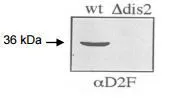 Immunoblot of wild-type and Ddis2 S.pombe cells using anti-dis2 antibody, aD2F. wt: wild type dis2: dis2 deletion mutant. (PMID: 8978689)