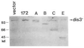 Immunoblotting of extracts of S. pombe cells transformed with the vector or plasmids carrying truncated genes (172, A, B, C, E) with anti-Dis3 antibodies. Polypeptides of expected molecular masses were detected (PMID : 1944266).