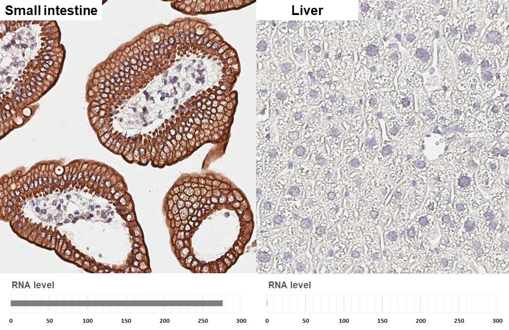 Cytokeratin 20 antibody [HL3309] detects Cytokeratin 20 protein by immunohistochemical analysis. Sample: Paraffin-embedded mouse tissues. Cytokeratin 20 stained by Cytokeratin 20 antibody [HL3309] (GTX641071) diluted at 1:750. Antigen Retrieval: Citrate buffer, pH 6.0, 15 min Corresponding RNA levels (RPKM) in the tissues are based on NCBI database.