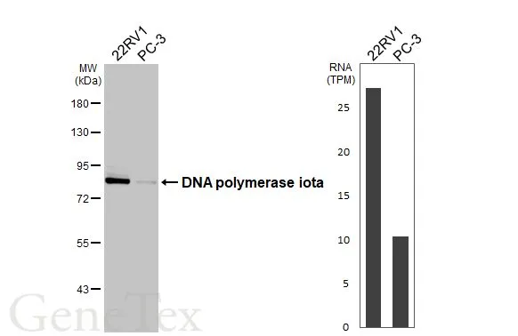 Various whole cell extracts (30 μg) were separated by 7.5% SDS-PAGE, and the membrane was blotted with DNA polymerase iota antibody [HL3310] (GTX641072) diluted at 1:1000. The HRP-conjugated anti-rabbit IgG antibody (GTX213110-01) was used to detect the primary antibody. Corresponding RNA expression data for the same cell lines are based on Human Protein Atlas program.