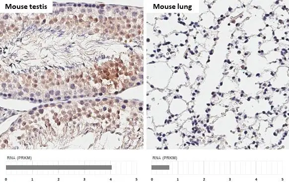 DNA polymerase iota antibody [HL3310] detects DNA polymerase iota protein by immunohistochemical analysis. Sample: Paraffin-embedded mouse tissues. DNA polymerase iota stained by DNA polymerase iota antibody [HL3310] (GTX641072) diluted at 1:400. Antigen Retrieval: Citrate buffer, pH 6.0, 15 min