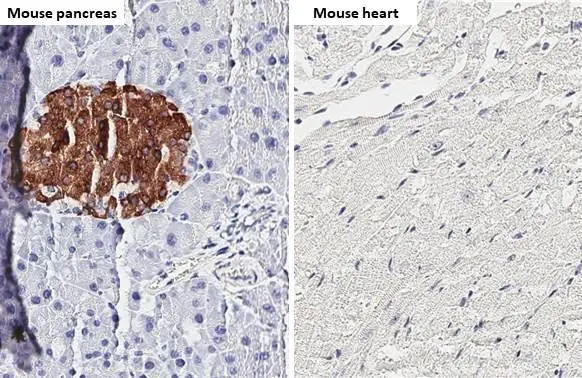 Chromogranin C antibody [HL3311] detects Chromogranin C protein by immunohistochemical analysis. Sample: Paraffin-embedded mouse tissues. Chromogranin C stained by Chromogranin C antibody [HL3311] (GTX641073) diluted at 1:200. Antigen Retrieval: Citrate buffer, pH 6.0, 15 min Heart tissue was shown as the negative tissue.