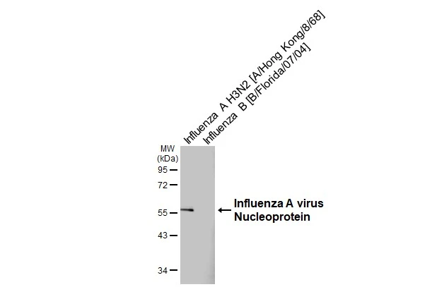 Influenza A viral lysate (0.1 μg) were separated by 10% SDS-PAGE, and the membrane was blotted with Influenza A virus Nucleoprotein antibody [GT23] (GTX641086) diluted at 1:5000. The HRP-conjugated anti-mouse IgG antibody (GTX213111-01) was used to detect the primary antibody.