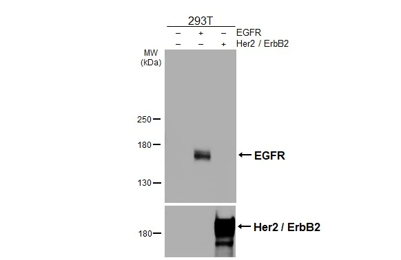 EGFR antibody [HL3325]