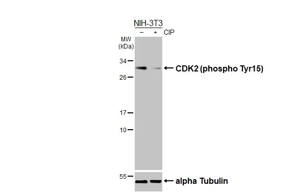 Untreated (–) and treated (+) NIH-3T3 whole cell extracts (30 μg) were separated by 12% SDS-PAGE, and the membrane was blotted with CDK2 (phospho Tyr15) antibody [HL3327] (GTX641092) diluted at 1:1000. The HRP-conjugated anti-rabbit IgG antibody (GTX213110-01) was used to detect the primary antibody.