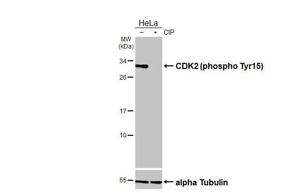 CDK2 (phospho Tyr15) antibody [HL3327]