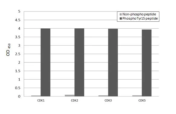 Specificity test was performed by coating the plate with CDK1/2/3/5 peptide and CDK1/2/3/5 (phospho Tyr15) peptide (15.63 ng/mL). Coated peptides were probed with CDK2 (phospho Tyr15) antibody [HL3327] (GTX641092) (1 μg/mL). Goat anti-rabbit IgG antibody (HRP) (GTX213110-01) (1:10000) was used to detect the bound primary antibody.