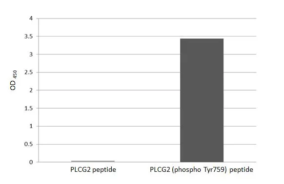 Specificity test was performed by coating the plate with PLCG2 peptide and PLCG2 (phospho Tyr759) peptide (250 ng/mL). Coated peptides were probed with PLCG2 (phospho Tyr759) antibody [HL3329] (GTX641094) (1 μg/mL). Goat anti-rabbit IgG antibody (HRP) (GTX213110-01) (1:10000) was used to detect the bound primary antibody.