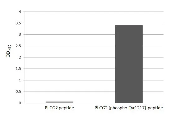 Specificity test was performed by coating the plate with PLCG2 peptide and PLCG2 (phospho Tyr1217) peptide (15.63 ng/mL). Coated peptides were probed with PLCG2 (phospho Tyr1217) antibody [HL3332] (GTX641097) (1 μg/mL). Goat anti-rabbit IgG antibody (HRP) (GTX213110-01) (1:10000) was used to detect the bound primary antibody.