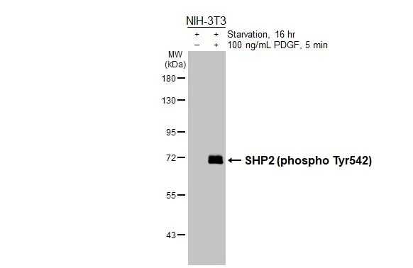 Untreated (–) and treated (+) NIH-3T3 whole cell extracts (30 μg) were separated by 7.5% SDS-PAGE, and the membrane was blotted with SHP2 (phospho Tyr542) antibody [HL3334] (GTX641099) diluted at 1:1000. The HRP-conjugated anti-rabbit IgG antibody (GTX213110-01) was used to detect the primary antibody.
