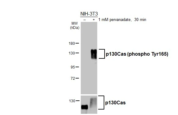 Untreated (–) and treated (+) NIH-3T3 whole cell extract (30 μg) were separated by 7.5% SDS-PAGE, and the membrane was blotted with p130Cas (phospho Tyr165) antibody [HL3339] (GTX641111) diluted at 1:50000. The HRP-conjugated anti-rabbit IgG antibody (GTX213110-01) was used to detect the primary antibody.