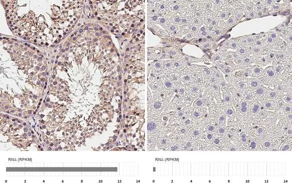 P2X3 antibody [HL3347] detects P2X3 protein by immunohistochemical analysis. Sample: Paraffin-embedded mouse testis (left) and mouse liver (right). P2X3 stained by P2X3 antibody [HL3347] (GTX641119) diluted at 1:200. Antigen Retrieval: Citrate buffer, pH 6.0, 15 min Corresponding RNA expression data for the same tissues are based on NCBI.