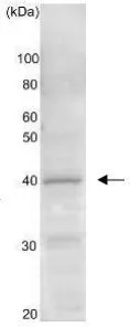 Western blot analysis of Gtr2 protein in the whole cell extract of S. cerevisiae (10 m g). AntiGtr2 antibody was used at 1/ 1,000 dilution. Western blot analysis of Gtr2 protein in the whole cell extract of S. cerevisiae (10 m g). AntiGtr2 antibody was used at 1/ 1,000 dilution.