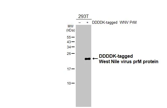 Non-transfected (–) and transfected (+) 293T whole cell extracts (30 μg) were separated by 15% SDS-PAGE, and the membrane was blotted with West Nile virus prM protein antibody [HL3351] (GTX641128) diluted at 1:5000. The HRP-conjugated anti-rabbit IgG antibody (GTX213110-01) was used to detect the primary antibody.